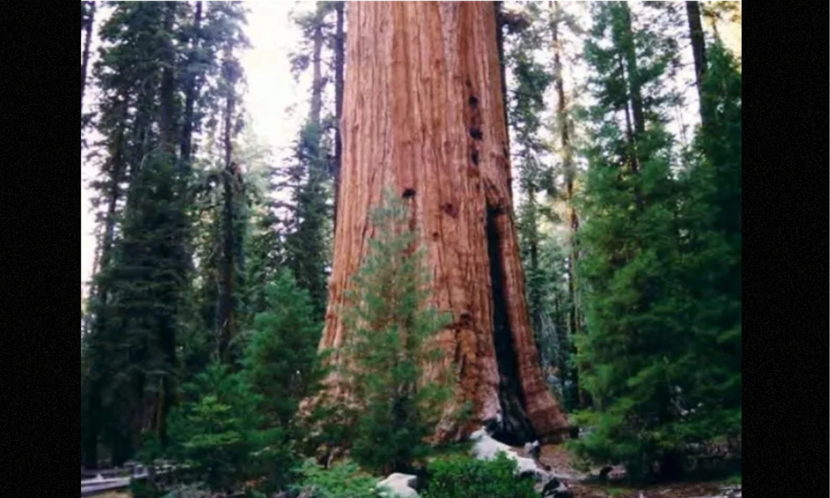 5. National Geographic Society – 112.71 m (369.9 ft): cây cao thứ năm trên thế giới nằm ở Redwood Creek. Từ năm 1994 , sau khi được tìm thấy, cây đã trở thành cây cao nhất thế giới cho đến năm 1995. (Nguồn: cachhaynhat.com)
