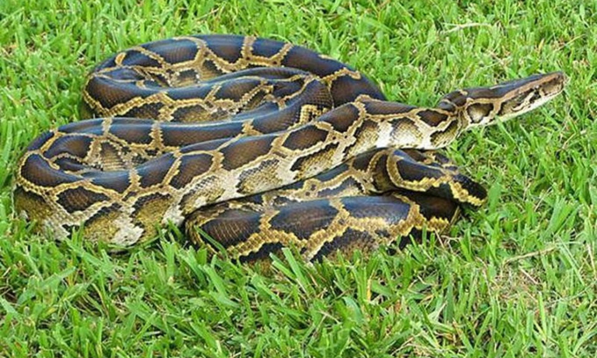 8. Trăn: chúng sẽ không hoạt động gì nhiều và nằm yên nghỉ trong khi đợi thức ăn được tiêu hóa hết. Nếu gặp một bữa thịnh soạn, một con trăn có thể nghỉ ngơi mà không cần ăn uống gì trong vòng 1 năm. (Nguồn: ThienNhien.Net)