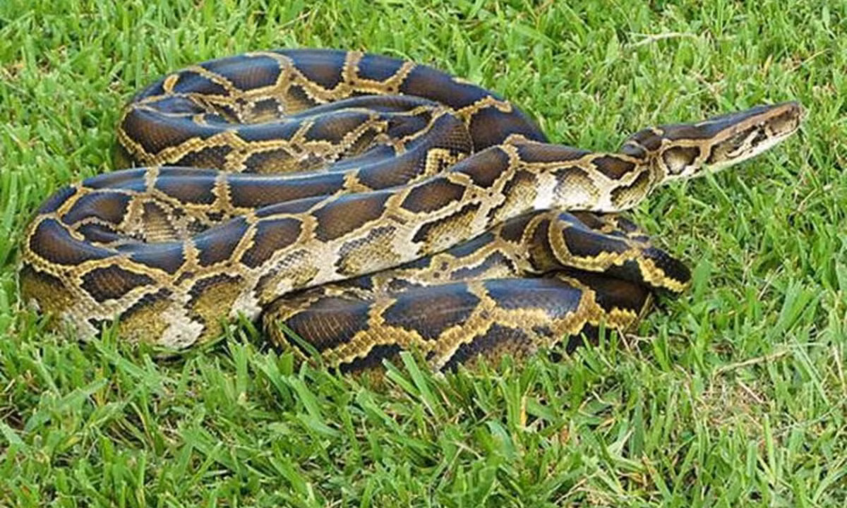 8. Trăn: chúng sẽ không hoạt động gì nhiều và nằm yên nghỉ trong khi đợi thức ăn được tiêu hóa hết. Nếu gặp một bữa thịnh soạn, một con trăn có thể nghỉ ngơi mà không cần ăn uống gì trong vòng 1 năm. (Nguồn: ThienNhien.Net)