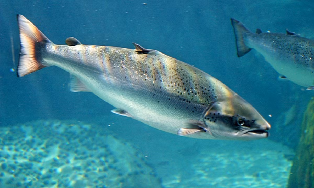 6. Cá hồi: đến tuổi sinh sản, cả cá đực và cá cái phải ngược dòng về lại quê hương nơi chúng được sinh ra (vùng nước ngọt). Để chuẩn bị cho chuyến đi, chúng sẽ ăn thật no trước khi khởi hành, sau đó chúng có thể di chuyển liên tục trong 9 tháng mà không cần ăn gì thêm. (Nguồn: Ẩm thực). 