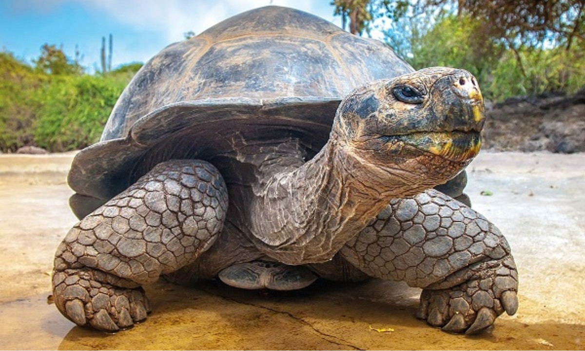 Chúng có khả năng chịu đựng tuyệt vời trong điều kiện khí hậu khá khắt nghiệt và có thể nhịn ăn đến 1 năm mà không cần ăn hay uống gì nhờ cơ thể có khả năng tích trữ nước và chất dinh dưỡng rất tốt. (Nguồn: ThienNhien.Net)