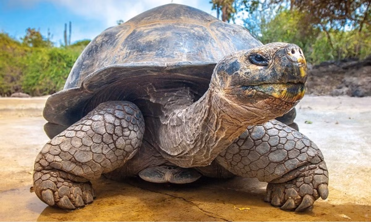 Chúng có khả năng chịu đựng tuyệt vời trong điều kiện khí hậu khá khắt nghiệt và có thể nhịn ăn đến 1 năm mà không cần ăn hay uống gì nhờ cơ thể có khả năng tích trữ nước và chất dinh dưỡng rất tốt. (Nguồn: ThienNhien.Net)