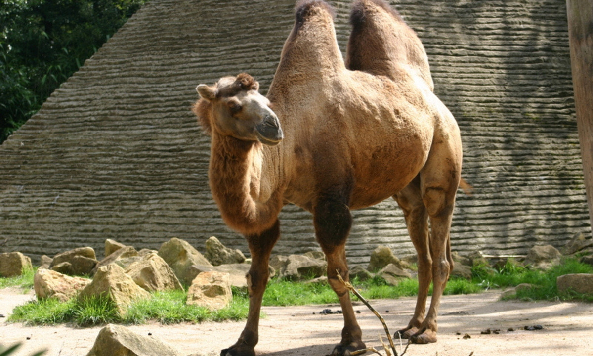 Một khả năng tuyệt vời khác là chúng có thể nhịn ăn và nhịn uống trong một thời gian dài mà vẫn hoạt động tốt. Chúng có thể sống hơn 1 tuần mà không cần nước và vài tháng không cần tới thức ăn. (Nguồn: Wikipedia)