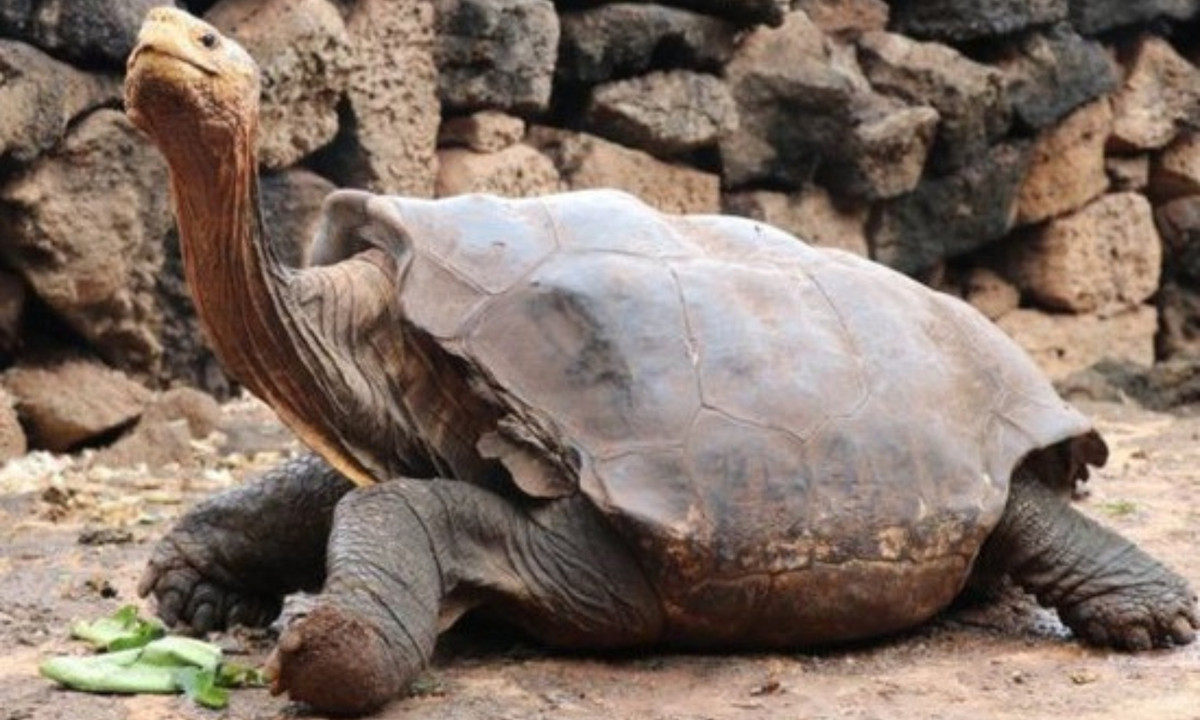 2. Rùa Galápagos: sống ở quần đảo Galápagos nằm về phía tây Ecuador ở Nam Mỹ. Chúng là loài có kích thước lớn nhất trong dòng họ với cân nặng khoảng 227kg và dài khoảng 1,8 m, đạt tuổi thọ hơn 150 tuổi. (Nguồn: VTV)