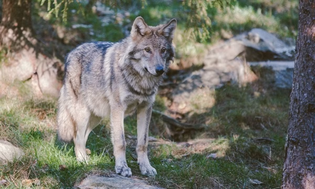 7. Sói: một con sói chỉ cần khoảng 1 kg thức ăn/ngày để tồn tại, tuy nhiên, khi săn được một con mồi nó sẽ ăn no hết mức có thể (đến 9 kg) vì không biết chắc khi nào nó mới được ăn bữa tiếp theo.