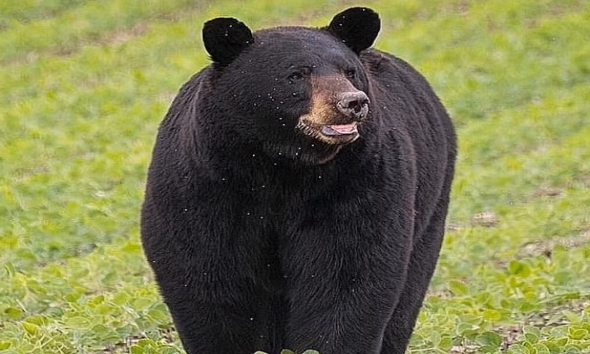 3. Gấu đen Mỹ: có thể sống hàng tháng trời trong mùa ngủ đông mà không cần bất cứ nguồn cung cấp thực phẩm nào. Chúng cứ nằm im và ngủ trong khoảng 100 ngày mà không cần ăn, uống, bài tiết hay thậm chí là không thay đổi tư thể ngủ. 