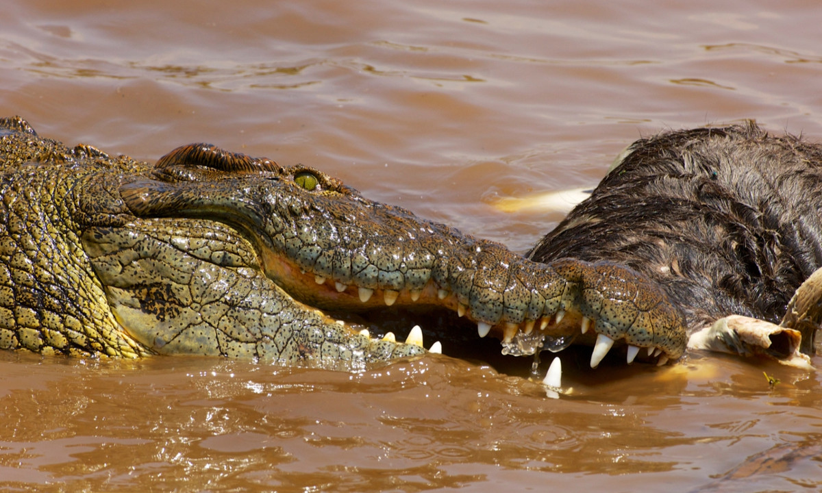 5. Cá sấu: giữa những chuyến săn mồi, các con cá sấu trưởng thành có thể nhịn từ 3 đến 4 tháng, hoặc thậm chí có trường hợp đã được ghi nhận là sống sót suốt cả năm mà không cần ăn uống gì. (Nguồn: Wikipedia)