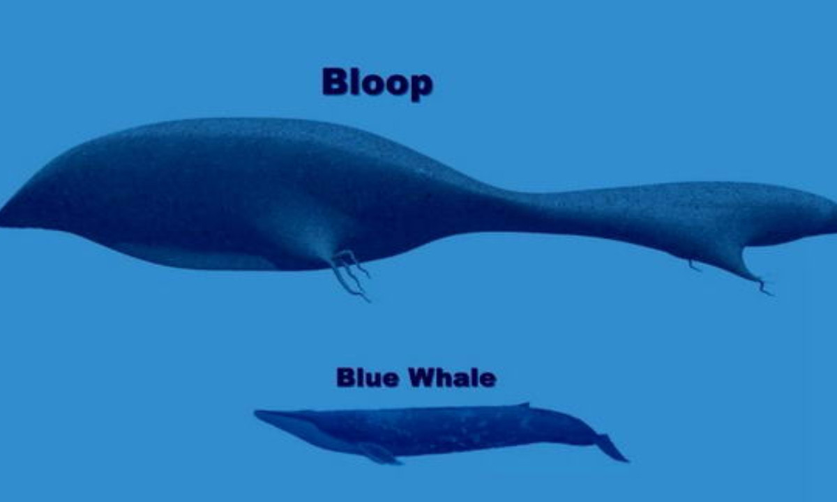 Ban đầu người ta cho rằng thủ phạm gây ra âm thanh khủng khiếp này là loài cá voi xanh – động vật có vú lớn nhất trên Trái Đất hiện nay. Nhưng âm thanh của cá voi xanh chỉ có thể được ghi nhận trong vòng 1.000 dặm, tức là 1/3 khoảng cách mà âm thanh The Bloop có thể truyền đi. (Nguồn: Google Sites) 