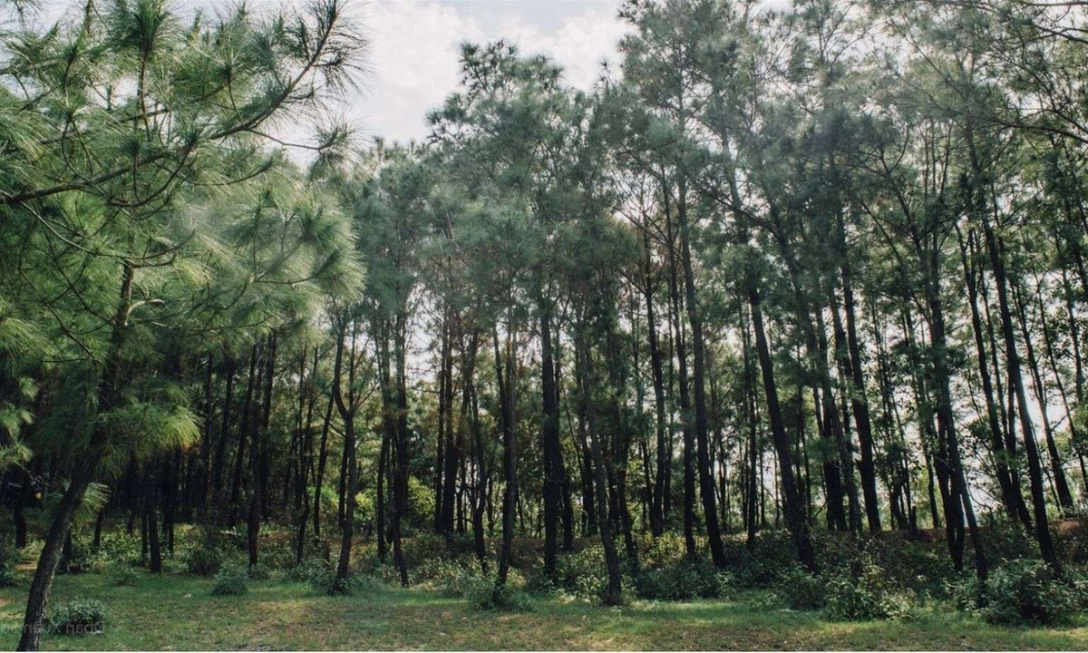 7. Rừng thông Bồ Bồ: nằm ở vùng ngoại ô thành phố Đà Nẵng, gần đèo Hải Vân, cách trung thành phố khoảng 30km về phía Bắc. (Nguồn: Gody.vn)