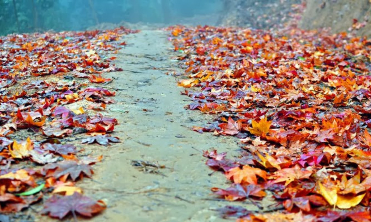 8. Rừng phong Chế Tạo: nằm trên dải Hoàng Liên Sơn thuộc địa phận huyện Mù Căng Chải, cách trung tâm huyện khoảng 30km đường dốc cheo leo. Khu rừng được đánh giá có nhiều thảm thực vật phong phú đẹp bậc nhất Việt Nam. (Nguồn: Cùng Phượt)