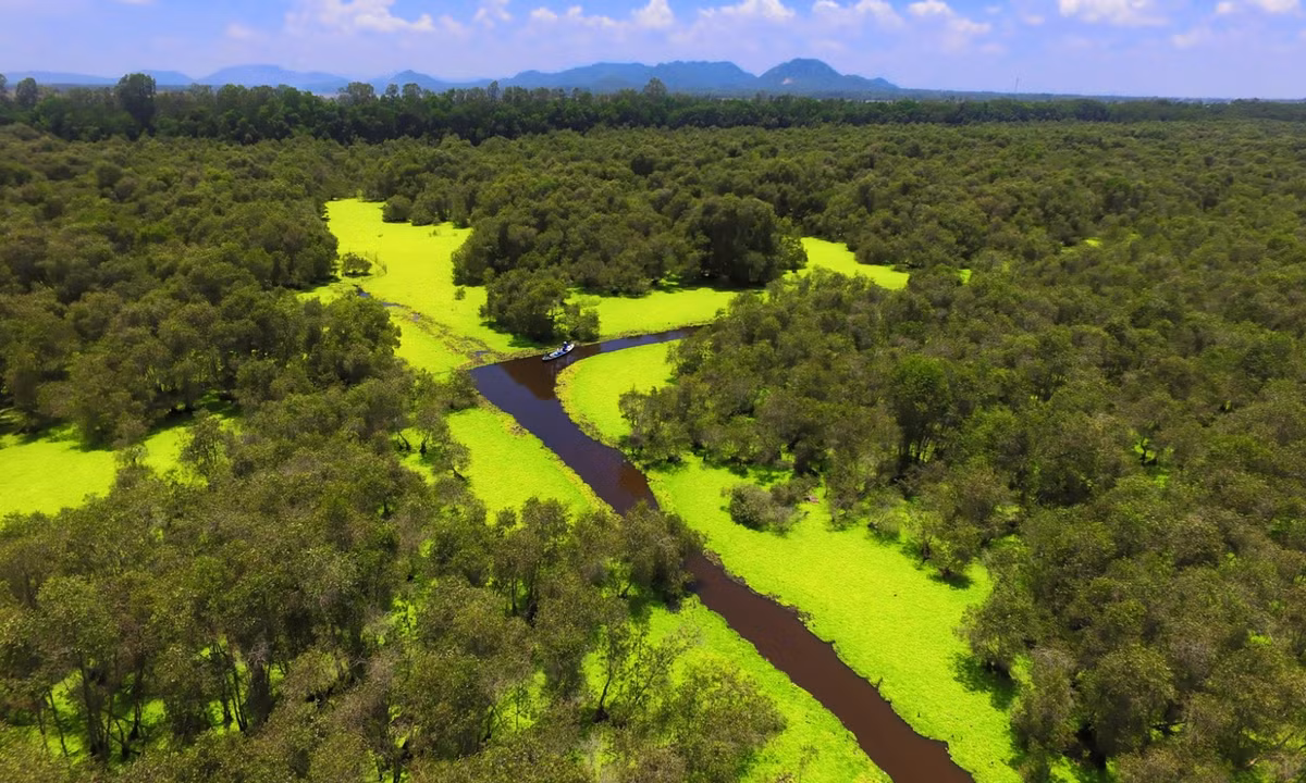 4. Rừng tràm Trà Sư: thuộc địa phận xã Văn Giáo, tỉnh An Giang. Là khu rừng ngập mặn lớn nhất nhì Việt Nam thuộc khu vực Tây sông Hậu. (Nguồn: Du lịch Miền Tây)
