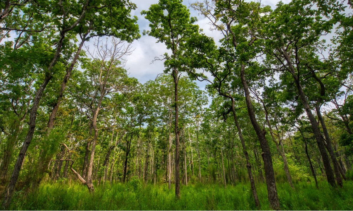 6. Rừng Quốc gia Yok Đôn: có diện tích lớn nhất nước ta với tổng diện tích khoảng 115.545ha thuộc 2 tỉnh Đắk Nông và Đắk Lắk. Toàn bộ diện tích rừng có tới 90% là vườn, là nơi sinh sống của 67 loài thú, 196 loài chim, 100 loài côn trùng. (Nguồn: Thế giới Combo)