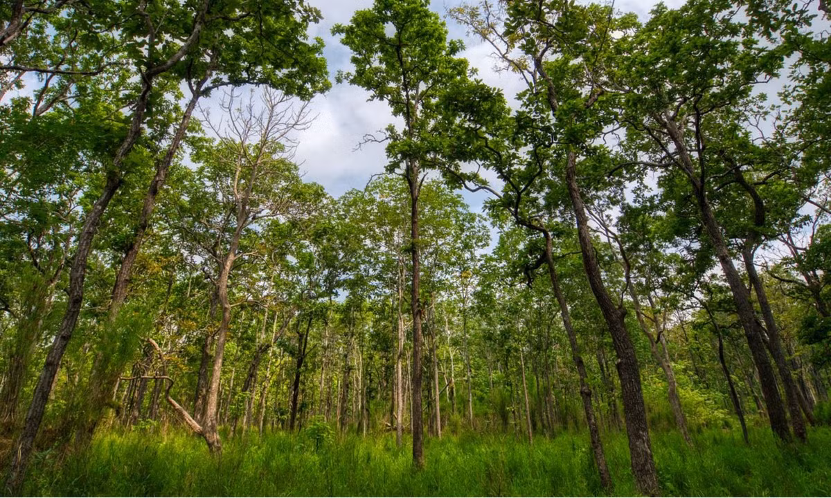 6. Rừng Quốc gia Yok Đôn: có diện tích lớn nhất nước ta với tổng diện tích khoảng 115.545ha thuộc 2 tỉnh Đắk Nông và Đắk Lắk. Toàn bộ diện tích rừng có tới 90% là vườn, là nơi sinh sống của 67 loài thú, 196 loài chim, 100 loài côn trùng. (Nguồn: Thế giới Combo)