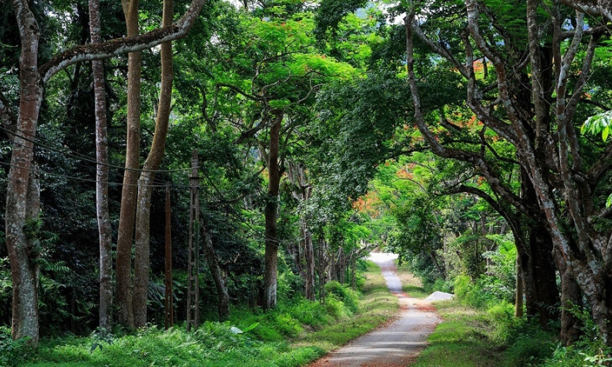 1. Rừng quốc gia Cúc Phương: là khu bảo tồn thiên nhiên của Việt Nam, thuộc địa phận 3 tỉnh Ninh Bình, Hòa Bình và Thanh Hóa. (Nguồn: Kinh tế Môi trường).