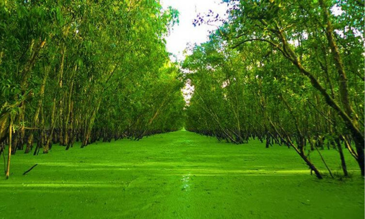 Toàn bộ khu rừng có diện tích là 850ha, là nơi sinh sống của 140 loài thực vật, 11 loại thú và 23 loại cá trong đó có một số loại quý hiếm như: cò Ấn Độ, cá còm, cá trê trắng… (Nguồn: Bách Hóa xanh)