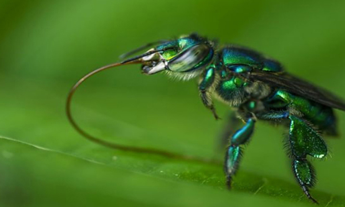 Không chỉ sở hữu vẻ ngoài hết sức bắt mắt, ong phong lan còn dễ dàng phân biệt với các loài ong khác bởi chiếc lưỡi cực kỳ dài và mỏng, có thể kéo dài gấp đôi chiều dài cơ thể. (Nguồn: An ninh Thủ đô)