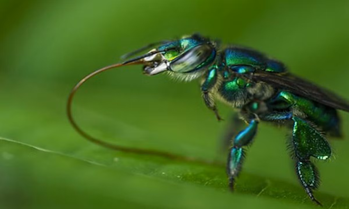 Không chỉ sở hữu vẻ ngoài hết sức bắt mắt, ong phong lan còn dễ dàng phân biệt với các loài ong khác bởi chiếc lưỡi cực kỳ dài và mỏng, có thể kéo dài gấp đôi chiều dài cơ thể. (Nguồn: An ninh Thủ đô)