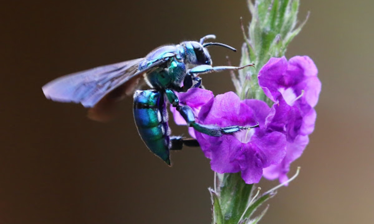Vì vậy có thể nói rằng ong phong lan không chỉ là một loài sở hữu vẻ ngoài bắt mắt mà chúng còn là một loài côn trùng hết sức thơm tho. (Nguồn: Project Noah). 