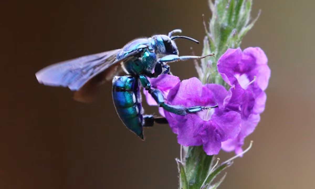 Vì vậy có thể nói rằng ong phong lan không chỉ là một loài sở hữu vẻ ngoài bắt mắt mà chúng còn là một loài côn trùng hết sức thơm tho. (Nguồn: Project Noah). 