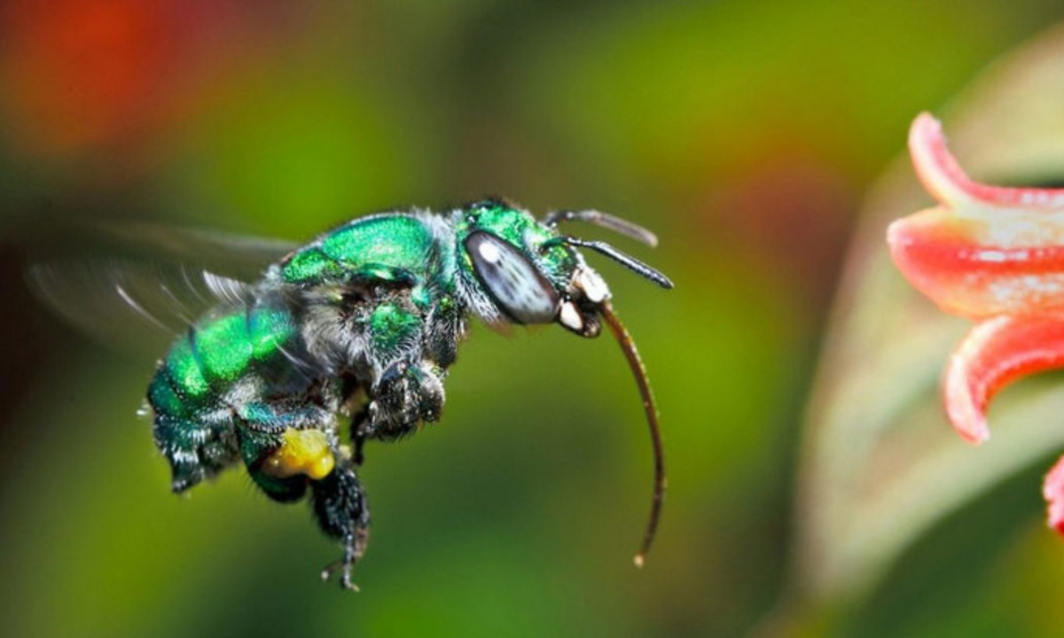 Ong phong lan chỉ có vòng đời kéo dài từ 3 tới 5 tháng, bởi vậy những con đực thường tập trung phần lớn thời gian của mình để thu thập phấn hoa. (Nguồn: Năng lượng xanh).