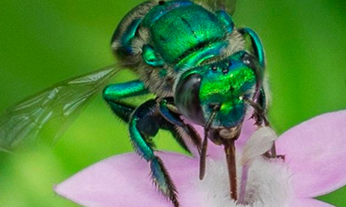 Chính những chiếc lưỡi dài này cho phép con ong tiến sâu vào bên trong bông hoa để lấy mật hoa và phấn hoa. Vì vậy có thể nói rằng ong phong lan có vai trò rất quan trọng trong việc thụ phấn cho các loài lan quý hiếm và khó phân tán. (Nguồn: An ninh Thủ đô). 