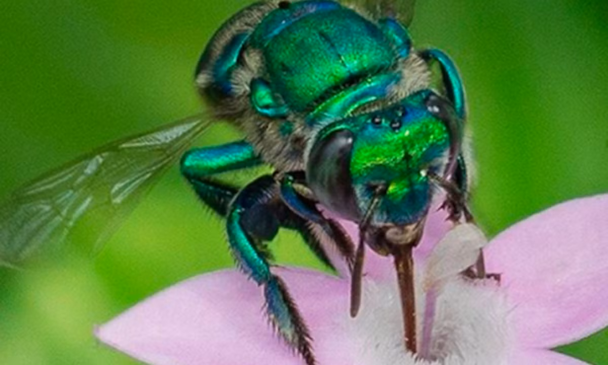 Chính những chiếc lưỡi dài này cho phép con ong tiến sâu vào bên trong bông hoa để lấy mật hoa và phấn hoa. Vì vậy có thể nói rằng ong phong lan có vai trò rất quan trọng trong việc thụ phấn cho các loài lan quý hiếm và khó phân tán. (Nguồn: An ninh Thủ đô). 