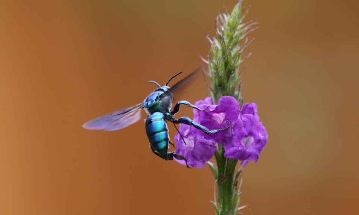 Và những con đực sẽ tạo ra những loài "nước hoa" độc đáo của riêng chúng, sau đó chúng sẽ dùng để gây ấn tượng với con cái. (Nguồn: Project Noah).