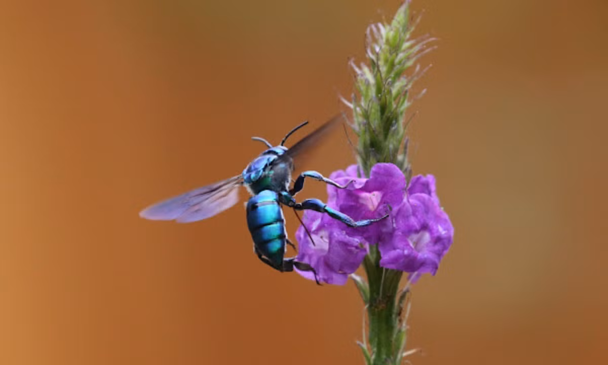 Và những con đực sẽ tạo ra những loài "nước hoa" độc đáo của riêng chúng, sau đó chúng sẽ dùng để gây ấn tượng với con cái. (Nguồn: Project Noah).