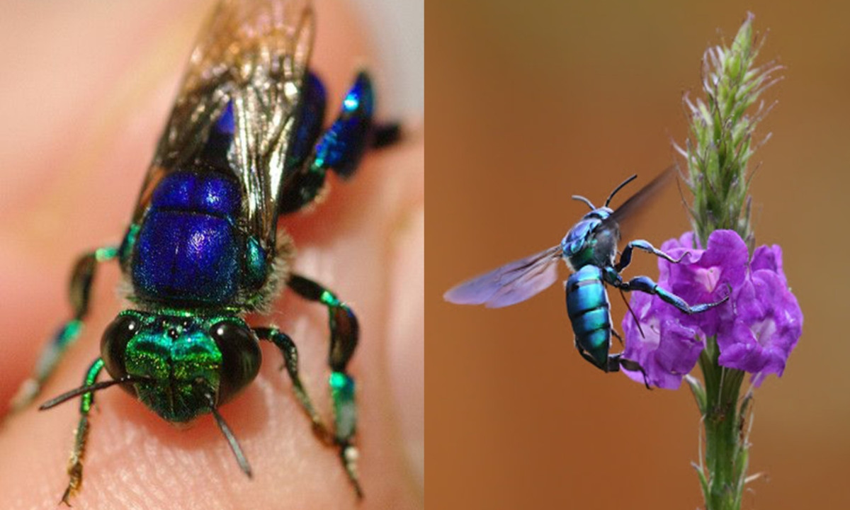 Trên thực tế loài ong phong lan không hề tạo ra mật ong, chúng không xây tổ và hầu hết những loài ong phong lan tồn tài trên thế giới đều là những loài sống đơn độc. (Nguồn: An ninh Thủ đô)