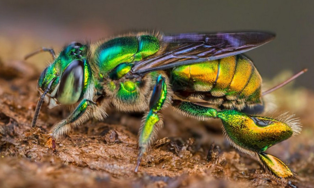 Con cái thu thập phấn hoa và mật hoa làm thức ăn, chúng làm tổ từ nhiều vật liệu khác nhau như các loài thực vật, nhựa, bùn... Những con non sẽ rời tổ, bắt đầu cuộc sống tự lập của mình ngay sau khi nở và chúng sẽ không bao giờ quay trở lại. (Nguồn: Năng lượng xanh) 