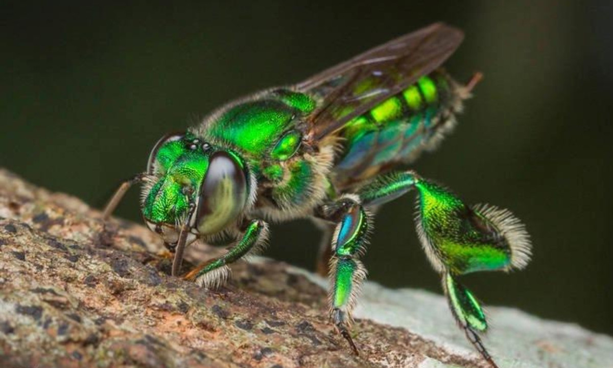 Chúng nổi bật tới mức có thể xem chúng như một trong những loài côn trùng có vẻ ngoài ấn tượng nhất trên hành tinh của chúng ta. (Nguồn: Genk)
