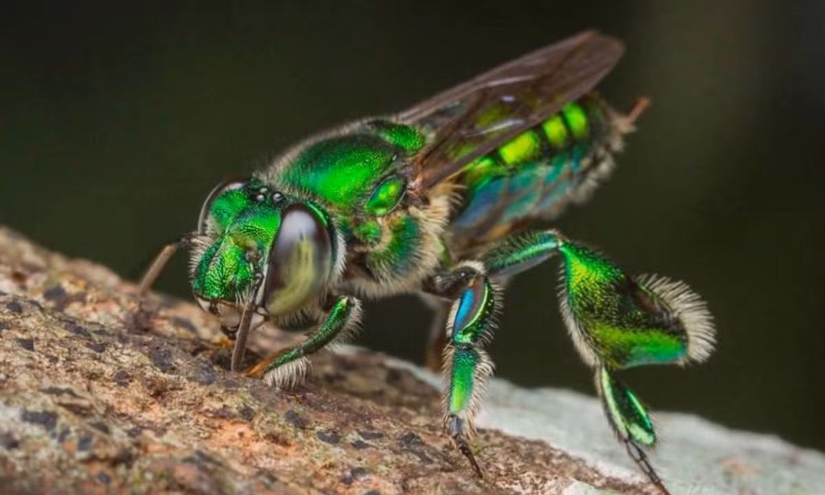 Chúng nổi bật tới mức có thể xem chúng như một trong những loài côn trùng có vẻ ngoài ấn tượng nhất trên hành tinh của chúng ta. (Nguồn: Genk)