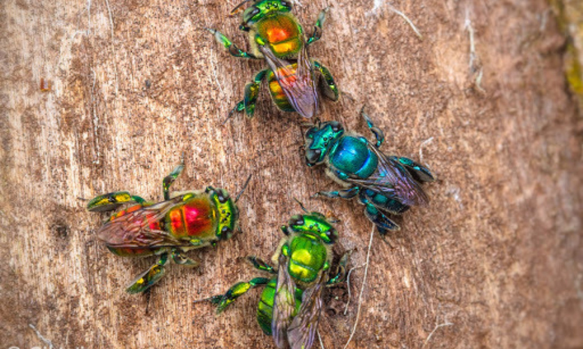 Có khoảng 200 loài ong phong lan và chúng được tìm thấy ở ở Nam Mỹ hoặc Trung Mỹ. (Nguồn: Infornet - Vietnamnet)