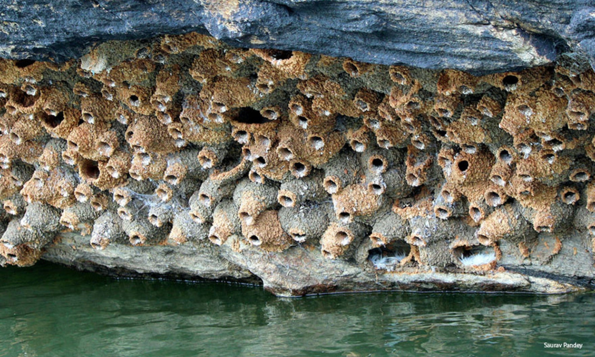 8. Chim én: xây tổ từ nhiều vật liệu khác nhau. Một số con không xây tổ mà tìm những chiếc bị bỏ lại để trú ngụ. Một số loài lại tạo ra tổ từ nước bọt của chính mình. Những chiếc tổ này có thể ăn được và được xem là món ăn ngon. (Nguồn: Saurav Pandey)