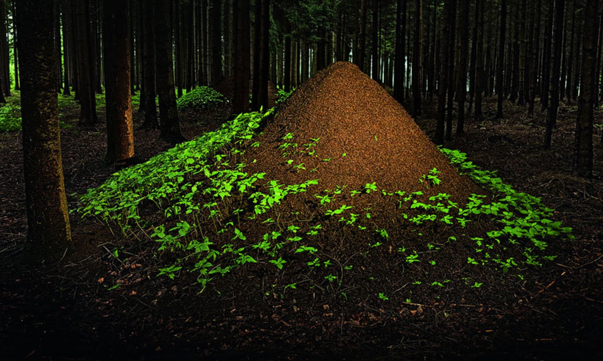 5. Kiến gỗ đỏ: chúng tạo nên những gò đất lớn trên nền rừng. Một số gò còn được thông với nhau theo kiểu gò mẹ - con để kiến di chuyển phòng trường hợp xấu xảy ra. (Nguồn: Ingo Arndt)