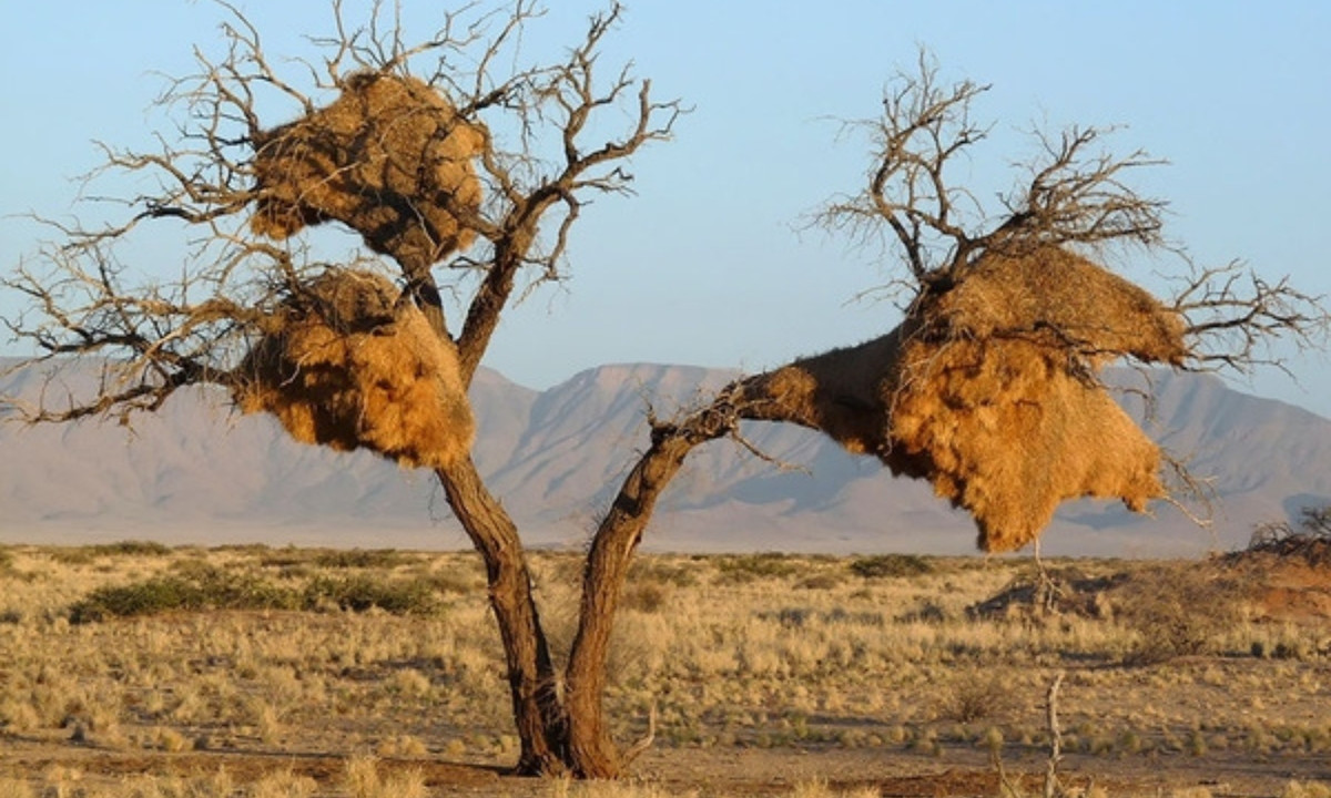 Tổ của chúng được làm từ cành cây và cỏ, rất bền. Không gian bên trong có nhiệt độ cao hơn vào buổi đêm giúp chim thợ dệt có thể giữ ấm. (Nguồn: yan.vn)
