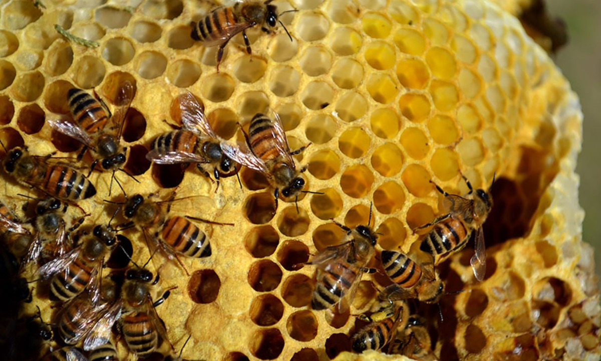 4. Ong mật: toàn bộ cuộc sống của ong mật xoay quanh chiếc tổ của chúng. Trong chiếc tổ làm từ sáp ong chúng chế biến thức ăn và nuôi con. (Nguồn: Damian Biniek)