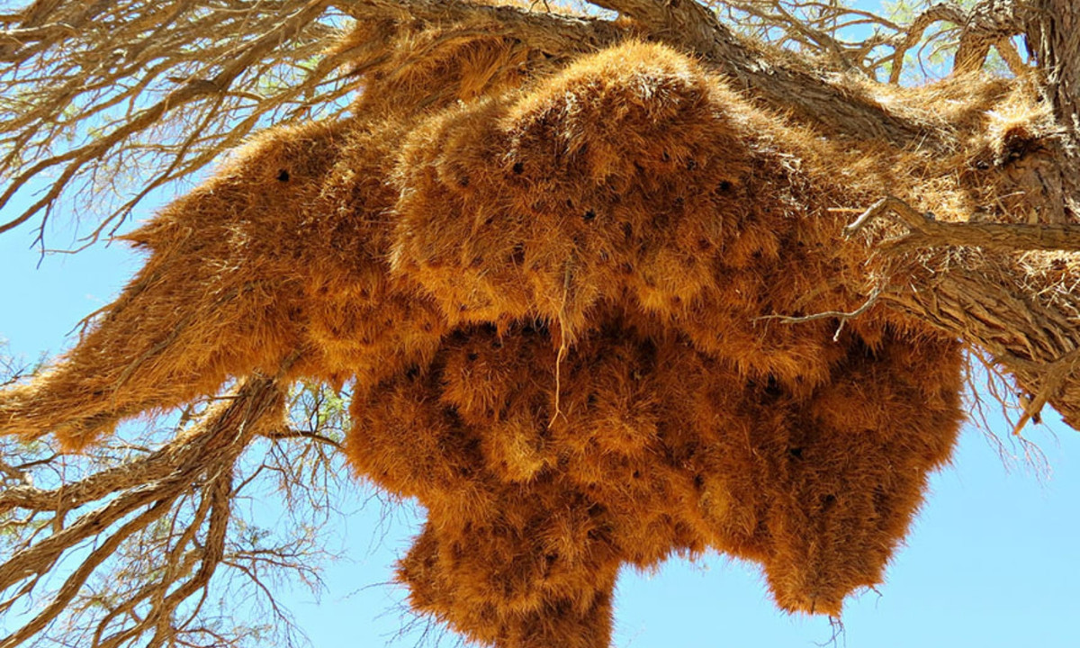 1. Chim thợ dệt: cư trú ở Nam Phi, Namibia và Botswana, dệt những chiếc tổ cộng đồng lớn, có thể chứa đủ hàng trăm con thuộc nhiều thế hệ. (Nguồn: Linda De Volder )