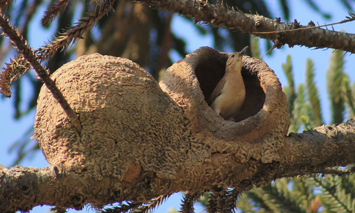 6. Chim lò đỏ: xây tổ từ đất sét và bùn. Những chiếc tổ kiên cố giúp chúng tránh thú ăn thịt và một khi bị bỏ lại, tổ chim lò đỏ có thể trở thành nơi trú ngụ an toàn cho những con chim khác. (Nguồn: Eric Henrique)