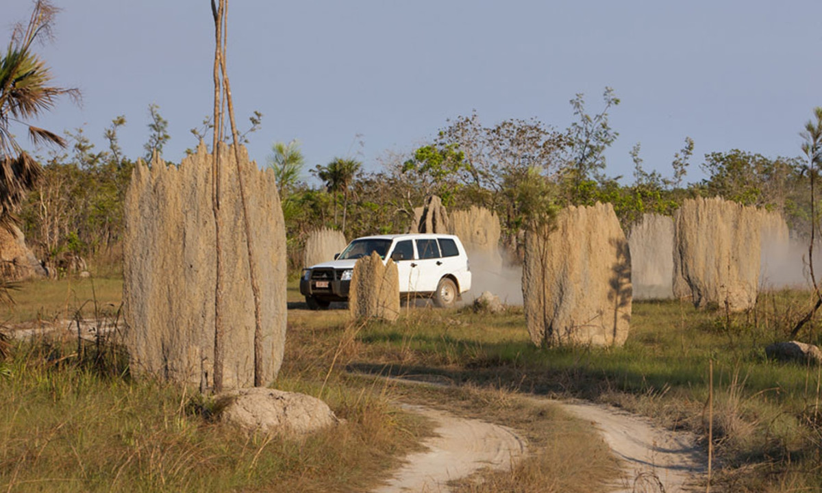 3. Mối la bàn: chúng xây gò hình nêm làm tổ. Những chiếc nêm này được đặt theo hướng Bắc Nam. Người ta cho rằng hình dạng này giúp tổ của chúng điều hòa nhiệt độ. (Nguồn: Travel NT)