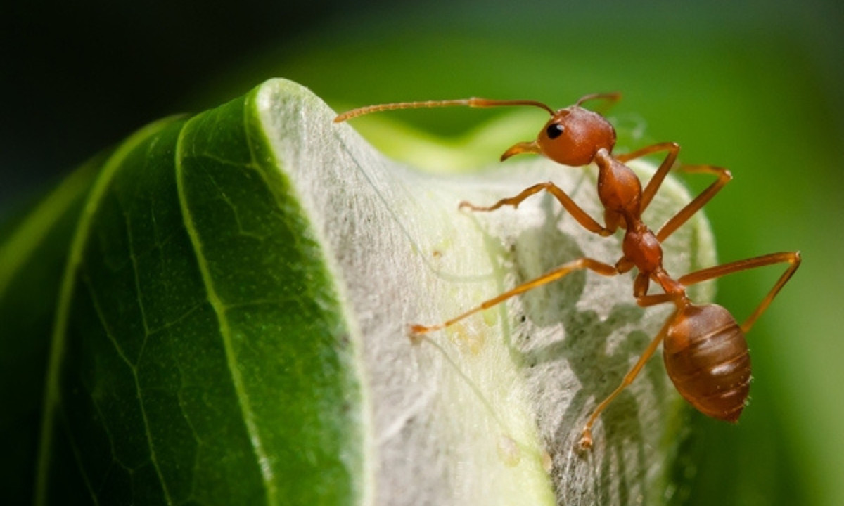 Tổ kiến thợ dệt có kích thước rất đa dạng từ lá đơn đên chùm lá có chiều dài đến nửa mét. (Nguồn: yan.vn)