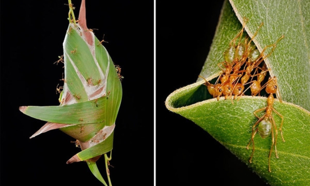 2. Kiến thợ dệt: sống ở Trung Phi và Đông Nam Á, kiếm lá tươi và sử dụng tơ ấu trùng để dán chúng lại với nhau. (Nguồn: yan.vn)