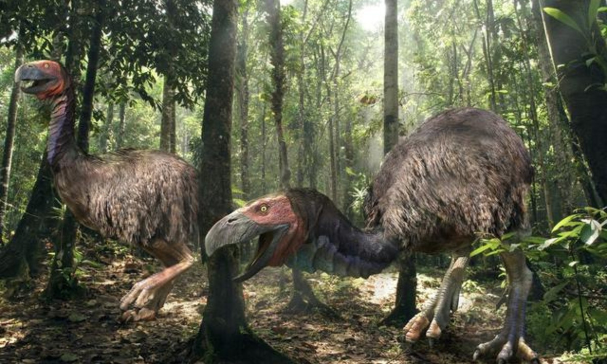 7. Chim ăn thịt Phorusrhacidae: đây là loài chim khổng lồ ăn thịt ở Nam Mỹ, Loài này sống ở thời Miocen. Con chim có đầu to bằng đầu ngựa, mỏ quặp như mỏ chim đại bàng. Phorusrhacidae không "ngán" bất cứ sinh vật nào khi cơn đói của chúng tìm đến.