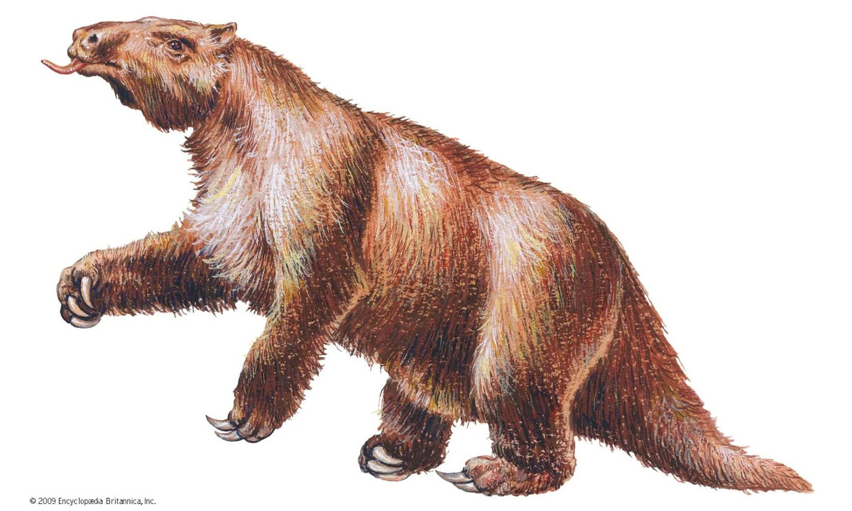 Hóa thạch về loài này được tìm thấy khá đầy đủ. Nhờ đó các nhà khoa học đã có thể phân tích cấu trúc sinh học của Megatherium để rồi xếp vào hạng chúng vào hàng ngũ "cỗ máy khát máu" thời cổ đại. (Nguồn: britannica.com) 