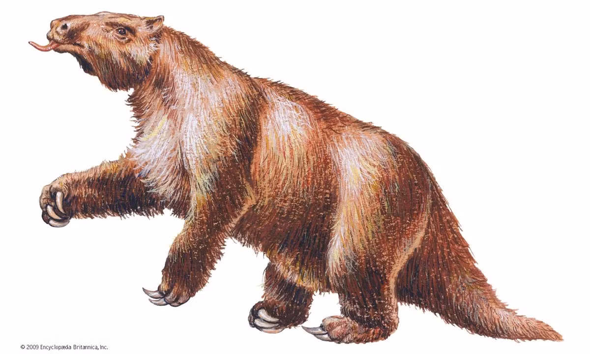 Hóa thạch về loài này được tìm thấy khá đầy đủ. Nhờ đó các nhà khoa học đã có thể phân tích cấu trúc sinh học của Megatherium để rồi xếp vào hạng chúng vào hàng ngũ "cỗ máy khát máu" thời cổ đại. (Nguồn: britannica.com) 