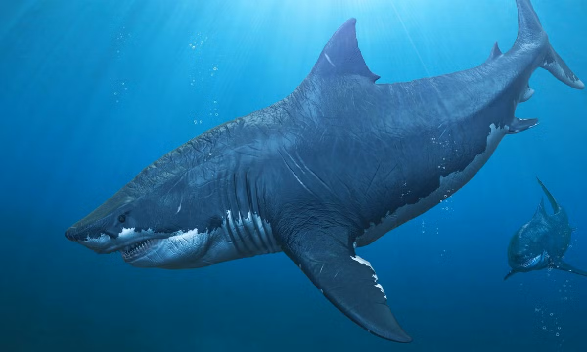 1. Cá mập Megalodon: có thể tích như một con tàu ngầm, nặng lên đến 50- 60 tấn là sát thủ kinh hoàng bậc nhất dưới đại dương cổ đại. Với sự thông minh và cấu tạo cơ thể được sinh ra để trở thành quái vật thống trị đại dương, Megalodon gần như không có đối thủ. (Nguồn: Genk)