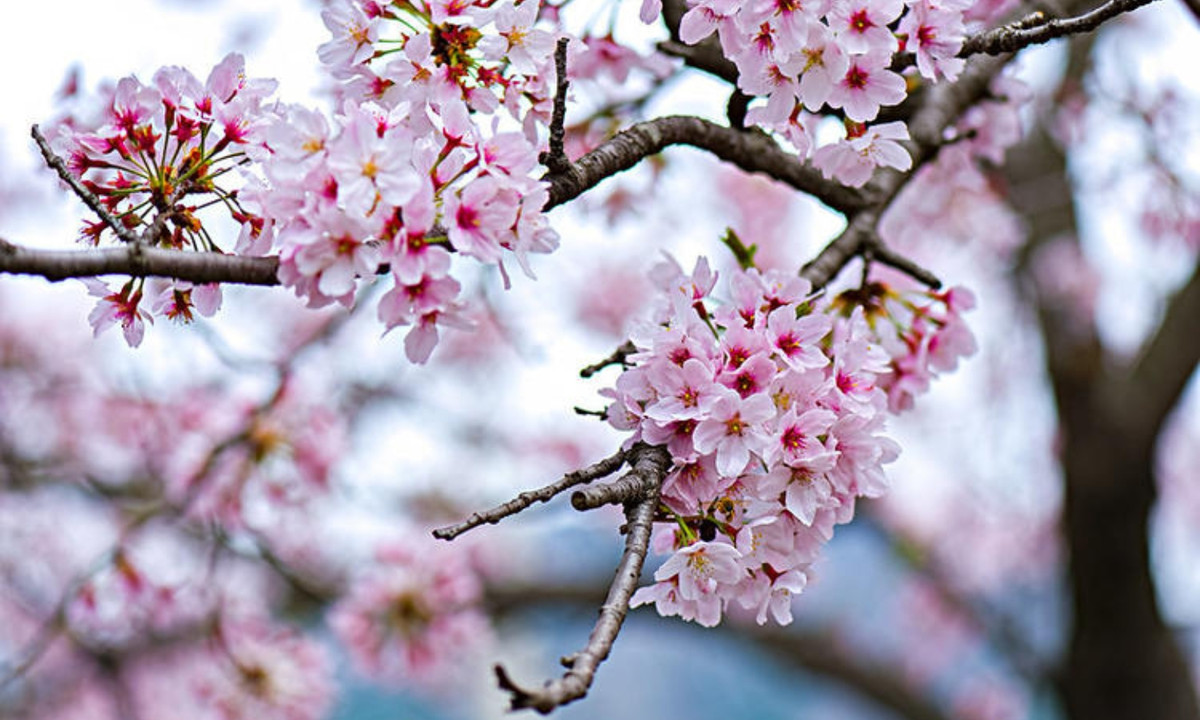 Năm 710 - 794: hoa anh đào gắn với những tín ngưỡng dân gian của Nhật Bản. Trong giai đoạn này, người Nhật đã bắt đầu đem các hạt giống Sakura trên núi xuống những khu vực đông đúc người dân sinh sống. (Nguồn: tsunagu Japan) 