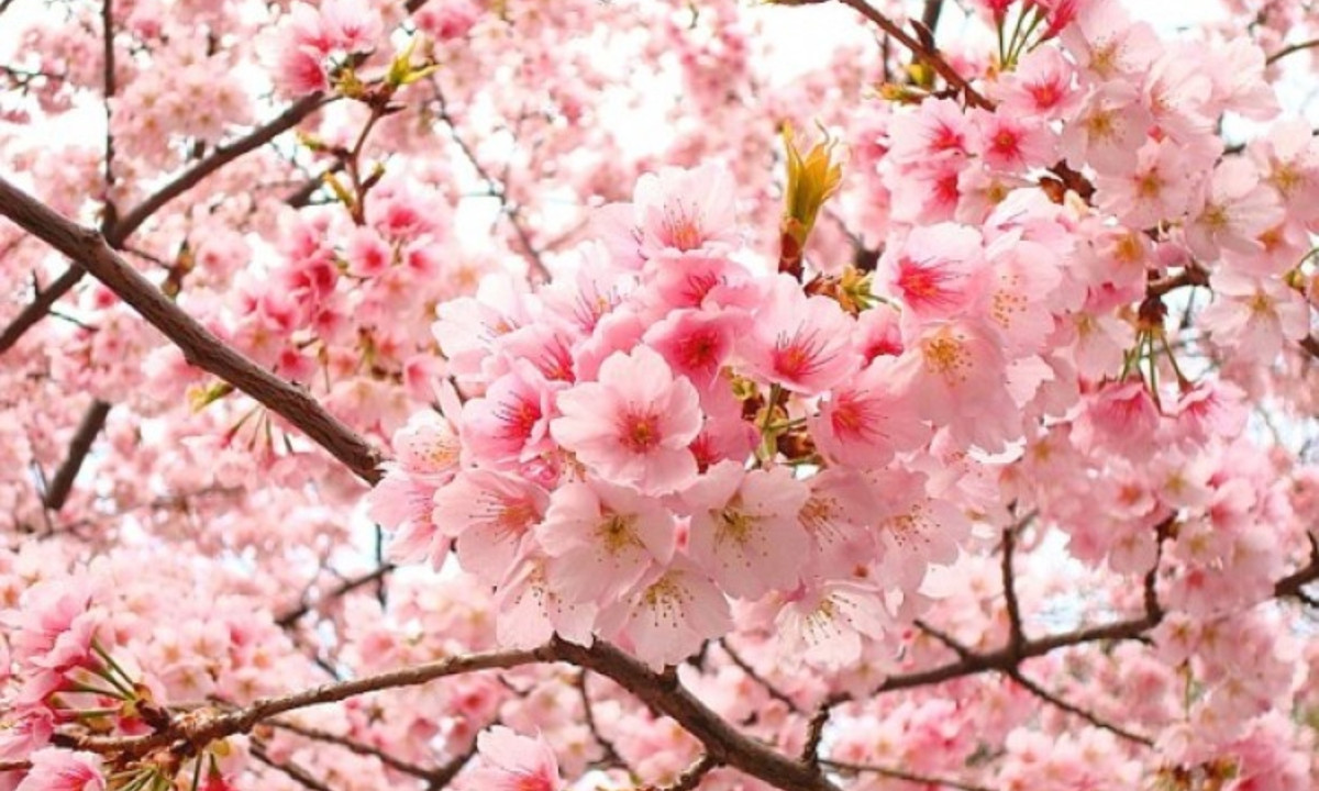 Năm 712: hoa anh đào lần đầu tiên được ghi lại trong tài liệu cổ "Cổ sự ký" (Kojiki) của Nhật. Cổ sự ký là tuyển tập những câu chuyện kể về lịch sử Nhật Bản, từ thuở thần thoại Thiên hoàng Jimmu tới thời Thiên Hoàng Suiko (597). (Nguồn: TNT TRAVEL)