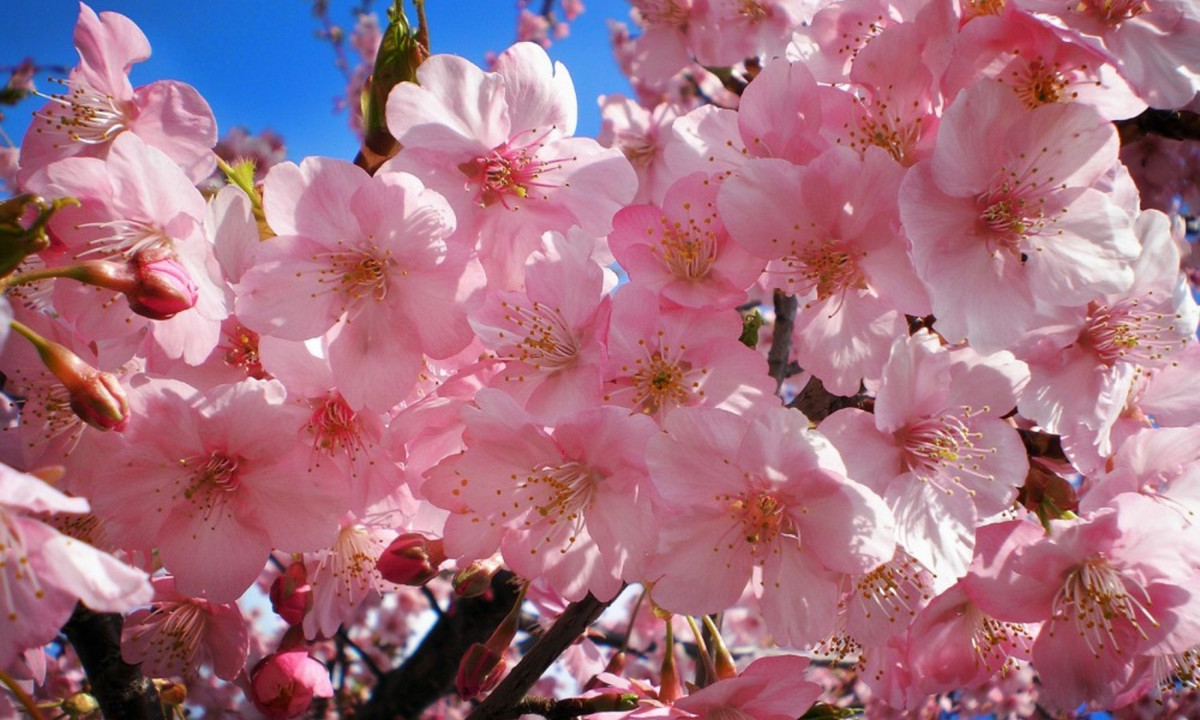 Năm 1192: hoa anh đào - biểu tượng cho tinh thần võ sĩ Samurai. Yoritomo no Minamoto sinh ra trong thời kì loạn lạc. Ông đã đánh bại tầng lớp quý tộc và thành lập chính quyền quân sự đồ sộ ở Kamakura, gây dựng nền chính trị võ gia. Hoa anh đào từ lúc đó dần trở thành biểu tượng cho tinh thần võ sĩ đạo. (Nguồn: Lửa Việt)