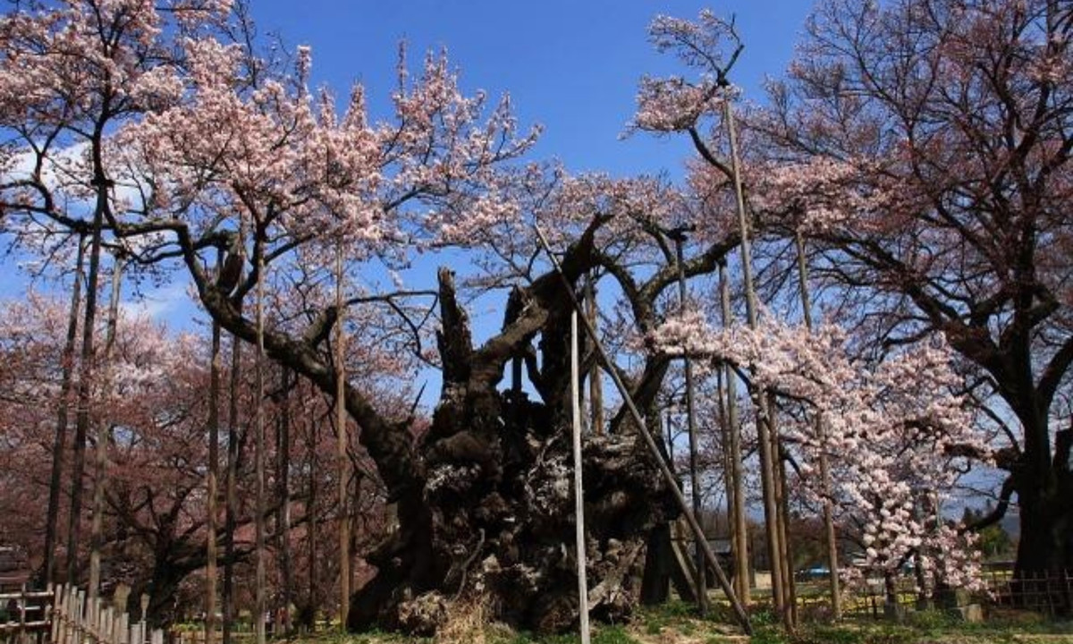 Nhật Bản còn tặng cây anh đào cho nhiều quốc gia trên thế giới như Trung Quốc, Brazil, Thổ Nhĩ Kỳ và Đức. (Nguồn: Flickr)
